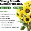 image:imageHOME GROWN Lemon Queen Sunflower Seeds for Planting Outdoors  100 Heirloom NonGMO Giant Sunflower Seeds to Plant OpenPollinated MultiBloom Cut Flowers Heat amp Drought Tolerant Helianthus annuus