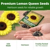 image:imageHOME GROWN Lemon Queen Sunflower Seeds for Planting Outdoors  100 Heirloom NonGMO Giant Sunflower Seeds to Plant OpenPollinated MultiBloom Cut Flowers Heat amp Drought Tolerant Helianthus annuus