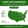 image:imageHOME GROWN Lemon Queen Sunflower Seeds for Planting Outdoors  100 Heirloom NonGMO Giant Sunflower Seeds to Plant OpenPollinated MultiBloom Cut Flowers Heat amp Drought Tolerant Helianthus annuus
