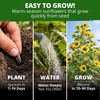 image:imageHOME GROWN Lemon Queen Sunflower Seeds for Planting Outdoors  100 Heirloom NonGMO Giant Sunflower Seeds to Plant OpenPollinated MultiBloom Cut Flowers Heat amp Drought Tolerant Helianthus annuus