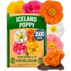 image:imageHOME GROWN Cosmos Bright Lights Mix Seeds  400 Cosmos Sulphureus for Planting Spring 2026 Refined Wildflower Herb Seed Mix Easy Grow Outdoor Flower Seeds for GardensPoppy Iceland