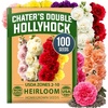 image:imageHOME GROWN Hollyhock Chaters Double Mix 100 Seeds 09g  Biennial Blooms Year 2 Double Flower Hollyhock Seeds for Planting Perennial Reseeding Cottage Garden USDA Zones 39 Alcea rosea