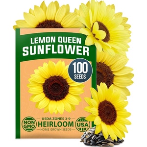 image:imageHOME GROWN Lemon Queen Sunflower Seeds for Planting Outdoors  100 Heirloom NonGMO Giant Sunflower Seeds to Plant OpenPollinated MultiBloom Cut Flowers Heat amp Drought Tolerant Helianthus annuus