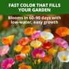 image:imageHOME GROWN California Poppy Formula Mix Flower Seeds for Spring 2026 Planting Eschscholzia californica 3000 Seeds 39g Heirloom NonGMO California Wildflower Seeds Bulk Poppy Flower Seed