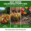 image:imageHOME GROWN California Poppy Formula Mix Flower Seeds for Spring 2026 Planting Eschscholzia californica 3000 Seeds 39g Heirloom NonGMO California Wildflower Seeds Bulk Poppy Flower Seed