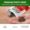 image:imageHOME GROWN California Poppy Seeds for Planting Red Chief 22000 Seeds 29g Red Blooms Heirloom NonGMO Wildflower amp Pollinator Gardens Drought Tolerant Zones 210 Eschscholzia californica