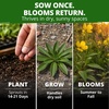 image:imageHOME GROWN Evening Primrose Seeds for Planting Oenothera Lamarckiana 575 Heirloom NonGMO Wildflower Seeds 03g Yellow Blooms Drought Tolerant Pollinator Garden Zones 49
