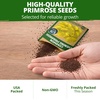 image:imageHOME GROWN Evening Primrose Seeds for Planting Oenothera Lamarckiana 575 Heirloom NonGMO Wildflower Seeds 03g Yellow Blooms Drought Tolerant Pollinator Garden Zones 49