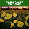 image:imageHOME GROWN Evening Primrose Seeds for Planting Oenothera Lamarckiana 575 Heirloom NonGMO Wildflower Seeds 03g Yellow Blooms Drought Tolerant Pollinator Garden Zones 49