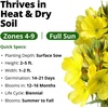 image:imageHOME GROWN Evening Primrose Seeds for Planting Oenothera Lamarckiana 575 Heirloom NonGMO Wildflower Seeds 03g Yellow Blooms Drought Tolerant Pollinator Garden Zones 49