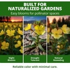 image:imageHOME GROWN Evening Primrose Seeds for Planting Oenothera Lamarckiana 575 Heirloom NonGMO Wildflower Seeds 03g Yellow Blooms Drought Tolerant Pollinator Garden Zones 49