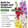 image:imageHOME GROWN Hollyhock Single Mix Planting Seeds 2026  29g1oz 3000 Seeds  OpenPollinated Flower Seed  Heirloom NonGMO  Deer Resistant  SelfSeeding  Zones 39