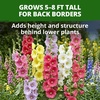 image:imageHOME GROWN Hollyhock Single Mix Planting Seeds 2026  29g1oz 3000 Seeds  OpenPollinated Flower Seed  Heirloom NonGMO  Deer Resistant  SelfSeeding  Zones 39