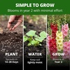 image:imageHOME GROWN Hollyhock Single Mix Planting Seeds 2026  29g1oz 3000 Seeds  OpenPollinated Flower Seed  Heirloom NonGMO  Deer Resistant  SelfSeeding  Zones 39