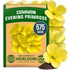 image:imageHOME GROWN Evening Primrose Seeds for Planting Oenothera Lamarckiana 575 Heirloom NonGMO Wildflower Seeds 03g Yellow Blooms Drought Tolerant Pollinator Garden Zones 49