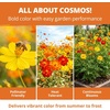 image:imageHOME GROWN Cosmos Bright Lights Mix Seeds  2500 Cosmos Sulphureus for Planting Spring 2026 Refined Wildflower Herb Seed Mix Easy Grow Outdoor Flower Seeds for Gardens