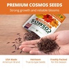 image:imageHOME GROWN Cosmos Bright Lights Mix Seeds  2500 Cosmos Sulphureus for Planting Spring 2026 Refined Wildflower Herb Seed Mix Easy Grow Outdoor Flower Seeds for Gardens