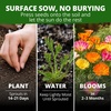 image:imageHOME GROWN Ballerina Mix California Poppy Seeds for Planting 10000 Seeds Eschscholzia californica