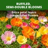 image:imageHOME GROWN Ballerina Mix California Poppy Seeds for Planting 10000 Seeds Eschscholzia californica