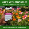 image:imageHOME GROWN Ballerina Mix California Poppy Seeds for Planting 10000 Seeds Eschscholzia californica