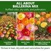 image:imageHOME GROWN Ballerina Mix California Poppy Seeds for Planting 10000 Seeds Eschscholzia californica
