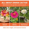 image:imageHOME GROWN Cactus Mix Zinnia Seeds 1300 Seeds 650 Seeds 2 Pack Zinnia elegans