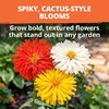 image:imageHOME GROWN Cactus Mix Zinnia Seeds 1300 Seeds 650 Seeds 2 Pack Zinnia elegans