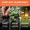 image:imageHOME GROWN Cactus Mix Zinnia Seeds 1300 Seeds 650 Seeds 2 Pack Zinnia elegans