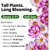 image:imageHOME GROWN Candystripe Cosmos Seeds for Planting 1200 Seeds 600 Each 2 Pack Cosmos bipinnatu