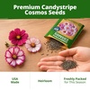 image:imageHOME GROWN Candystripe Cosmos Seeds for Planting 1200 Seeds 600 Each 2 Pack Cosmos bipinnatu