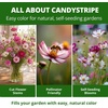 image:imageHOME GROWN Candystripe Cosmos Seeds for Planting 1200 Seeds 600 Each 2 Pack Cosmos bipinnatu