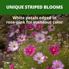 image:imageHOME GROWN Candystripe Cosmos Seeds for Planting 1200 Seeds 600 Each 2 Pack Cosmos bipinnatu