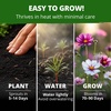 image:imageHOME GROWN Candystripe Cosmos Seeds for Planting 1200 Seeds 600 Each 2 Pack Cosmos bipinnatu