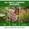 image:imageHOME GROWN Common Milkweed Flower Seeds for Planting  150 Seeds 08g Fragrant Pink Blooms Heirloom NonGMO Monarch Butterfly Host Plant Native Perennial Wildflower Zones 39