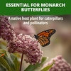 image:imageHOME GROWN Common Milkweed Seeds for Planting 150 Seeds 2 Pack Asclepias syriaca