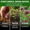 image:imageHOME GROWN Common Milkweed Seeds for Planting 150 Seeds 2 Pack Asclepias syriaca