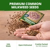 image:imageHOME GROWN Common Milkweed Seeds for Planting 150 Seeds 2 Pack Asclepias syriaca