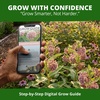 image:imageHOME GROWN Common Milkweed Seeds for Planting 150 Seeds 2 Pack Asclepias syriaca