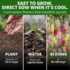 image:imageHOME GROWN Fairy amp Northern Lights Spurred Snapdragon Seeds for Planting 6000 Seeds Linaria maroccana