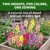 image:imageHOME GROWN Fairy amp Northern Lights Spurred Snapdragon Seeds for Planting 6000 Seeds Linaria maroccana