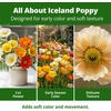 image:imageHOME GROWN Iceland Poppy Seeds for Planting 7000 Seeds 3500 Each 2 Pack Papaver nudicaule