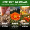 image:imageHOME GROWN Iceland Poppy Seeds for Planting 7000 Seeds 3500 Each 2 Pack Papaver nudicaule