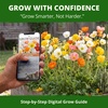 image:imageHOME GROWN Iceland Poppy Seeds for Planting 7000 Seeds 3500 Each 2 Pack Papaver nudicaule