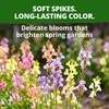 image:imageHOME GROWN Northern Lights Snapdragon Seeds for Planting 12000 Seeds 6000 Each 2 Pack Antirrhinum majus