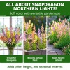image:imageHOME GROWN Northern Lights Snapdragon Seeds for Planting 12000 Seeds 6000 Each 2 Pack Antirrhinum majus