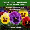 image:imageHOME GROWN Pansy Swiss Giant  3000 Flower Seeds for Planting Outdoors  Mixed Colors  Heirloom NonGMO Viola Seeds  CoolSeason Fall amp Spring Blooms  2026