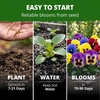 image:imageHOME GROWN Pansy Swiss Giant  3000 Flower Seeds for Planting Outdoors  Mixed Colors  Heirloom NonGMO Viola Seeds  CoolSeason Fall amp Spring Blooms  2026