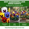 image:imageHOME GROWN Pansy Swiss Giant  3000 Flower Seeds for Planting Outdoors  Mixed Colors  Heirloom NonGMO Viola Seeds  CoolSeason Fall amp Spring Blooms  2026