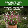 image:imageHOME GROWN Sensation Dwarf Mix Cosmos Seeds for Planting 600 Seeds Cosmos bipinnatus