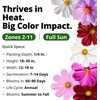 image:imageHOME GROWN Sensation Dwarf Mix Cosmos Seeds for Planting 600 Seeds Cosmos bipinnatus